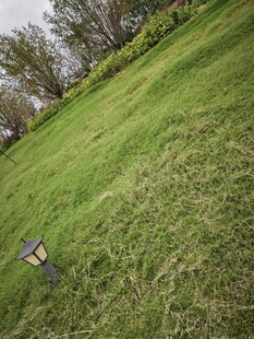 翠绿草坪与周边树木景观