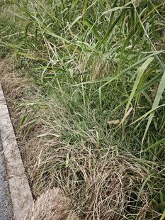 路边生长的茂盛绿色草丛