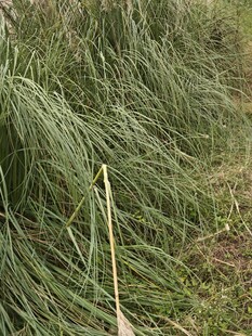 随风摇曳的绿色芦苇