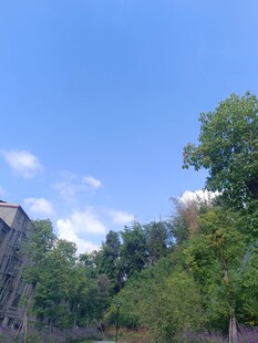 蓝天绿树间的静谧景致