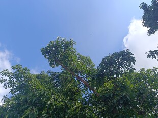仰望蓝天绿树
