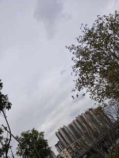 城市中树木与高楼景观