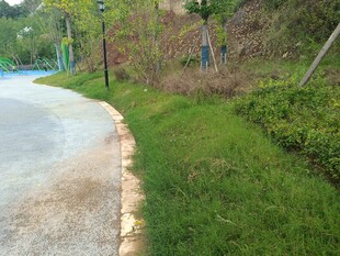 蜿蜒路边绿意盎然