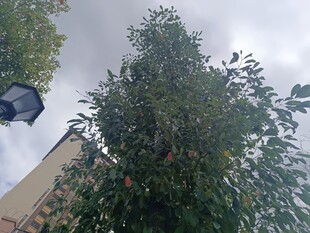 高耸树木旁的路灯