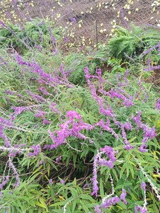 紫色花丛绽放美景