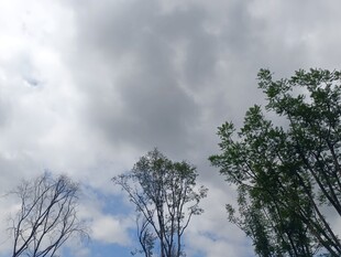 天空下的树木与厚重云层