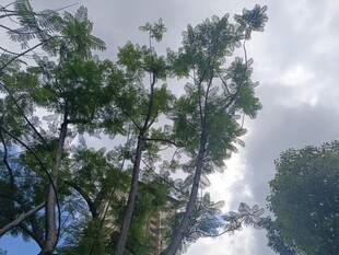 仰视葱郁树木与天空