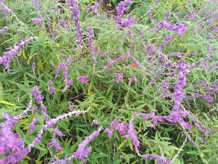 紫色花卉植物景观