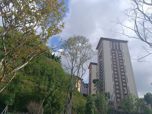 城市中绿树环绕的高楼