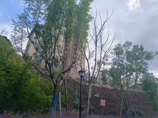 城市中绿意盎然的树木景观