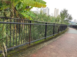 铁艺围栏旁的绿植小径