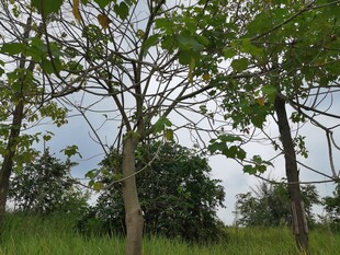 绿意盎然的树林景观