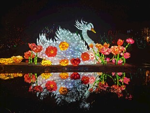 水上璀璨天鹅花灯秀