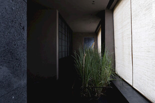 走廊绿植营造静谧氛围