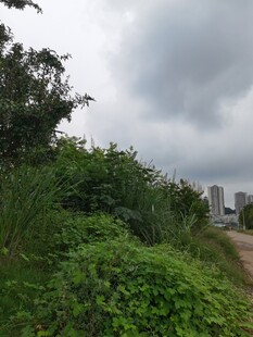 郊外绿植与阴沉天空景象