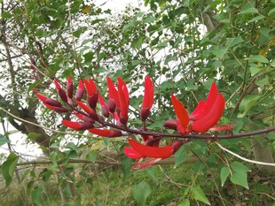 枝头艳红花朵绽放