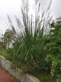 路边的高大芦苇与绿植