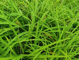 翠绿繁茂的青青野草