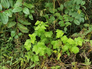 嫩绿植物生长于草丛中