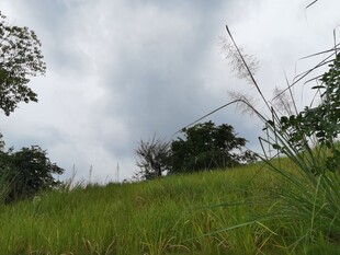 绿意盎然的草地与天空