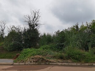 路边绿意盎然的植被景观