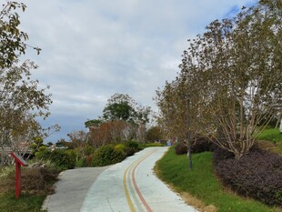 蜿蜒小路旁的葱郁绿植