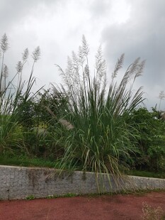 墙边摇曳的芦苇