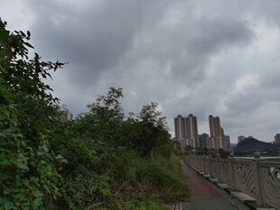 阴天城市边的绿植小路