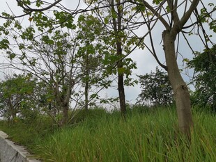 路边绿树与茂盛草地景观