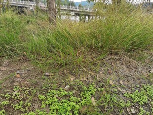 户外草地植物景观
