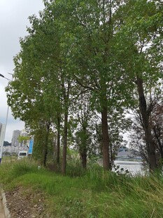 路边绿树成荫的自然景致