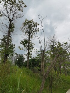 野外树林草地自然景象