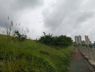 城郊草地与远处高楼景象