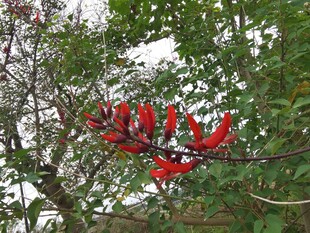 枝头绽放的艳丽红色花朵