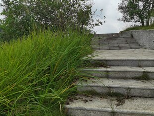 石梯旁的葱郁青草