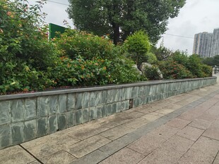 城市绿植环绕的石砌步道