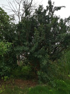 茂密树林中的繁茂绿植