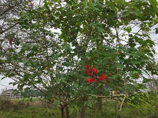 绿叶丛中红果点缀