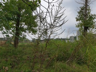 野外草木繁茂的自然景象