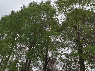 茂密树林中的葱郁树冠