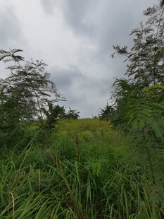 野外茂密草地与树木景观