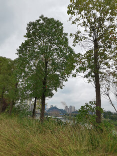 野外绿树草地风景图