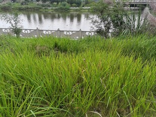 河畔葱郁草地风景