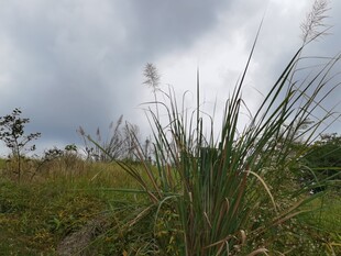 野外草丛天空阴沉