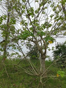 野外绿树自然清新景象
