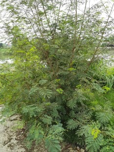 野外丛生的绿色植物