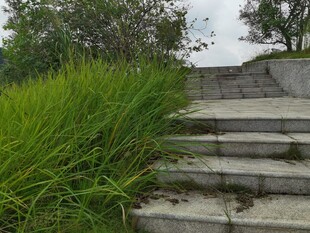 石梯旁的茂盛绿草