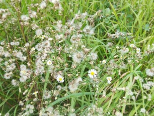 草丛中的白色小花