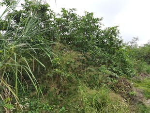野外繁茂植被景象