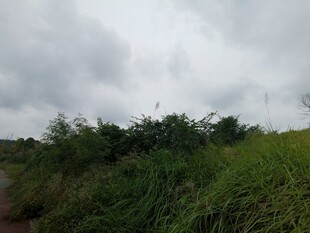 野外草地与茂密植被景观